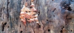 Neoantrodia serialis