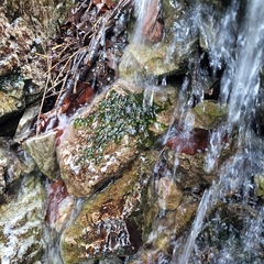 Rhynchostegium riparioides