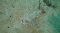 Dendronotus iris