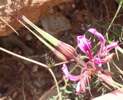 Pelargonium multicaule multicaule