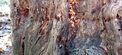 Neoantrodia serialis