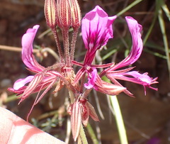 Pelargonium multicaule multicaule