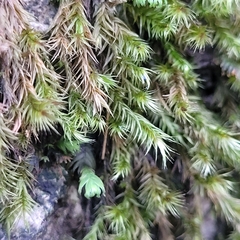 Orthothecium rufescens