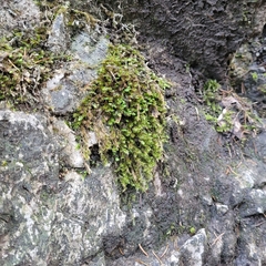 Orthothecium rufescens