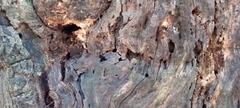 Neoantrodia serialis