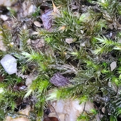 Orthothecium rufescens