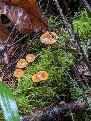 Xeromphalina cauticinalis