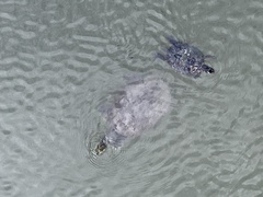 Apalone spinifera pallida