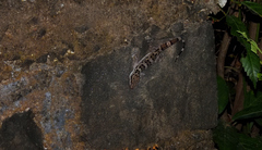Hemidactylus maculatus