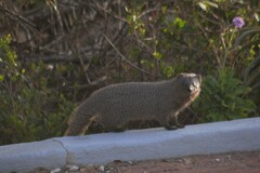 Herpestes pulverulentus