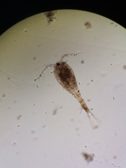 Copepoda