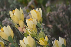 Leucadendron discolor