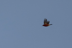 Himatione sanguinea