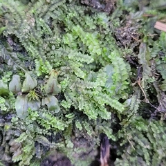 Mesoptychia collaris