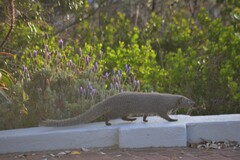 Herpestes pulverulentus