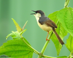 Prinia socialis