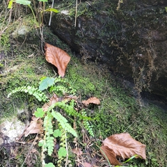 Mesoptychia collaris