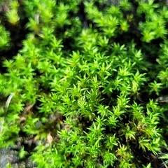 Hydrogonium croceum