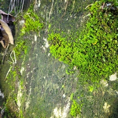 Hydrogonium croceum