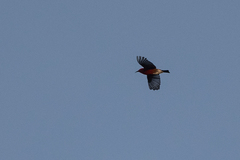 Himatione sanguinea