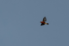 Himatione sanguinea
