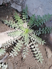 Lepidium didymum