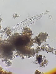Naviculales