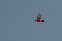 Himatione sanguinea