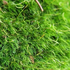 Dicranodontium denudatum
