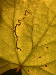 Phyllocnistis vitifoliella