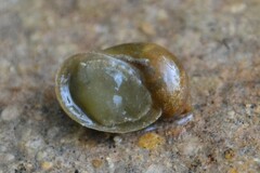 Ampullaceana balthica