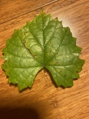 Phyllocnistis vitifoliella