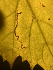 Phyllocnistis vitifoliella