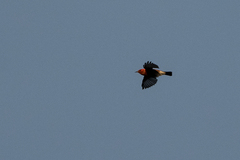 Himatione sanguinea