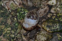 Theodoxus fluviatilis