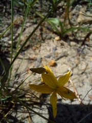 Cyanella lutea