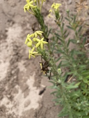 Lyperia lychnidea