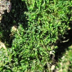 Odontoschisma denudatum