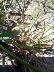Cyanella lutea
