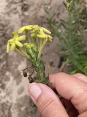Lyperia lychnidea