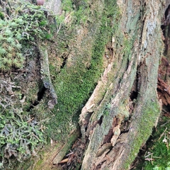 Odontoschisma denudatum