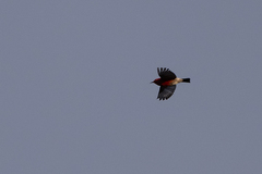 Himatione sanguinea