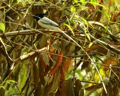 Terpsiphone paradisi