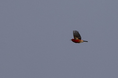 Himatione sanguinea