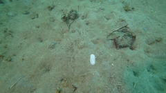 Diaulula sandiegensis