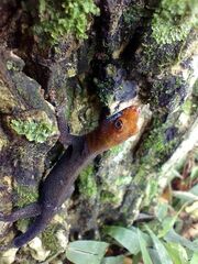 Gonatodes albogularis fuscus