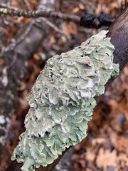 Flavopunctelia flaventior