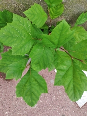 Platanus × hispanica