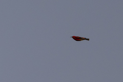 Himatione sanguinea