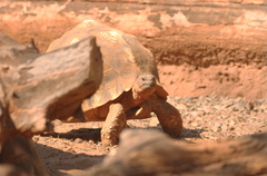 Astrochelys yniphora